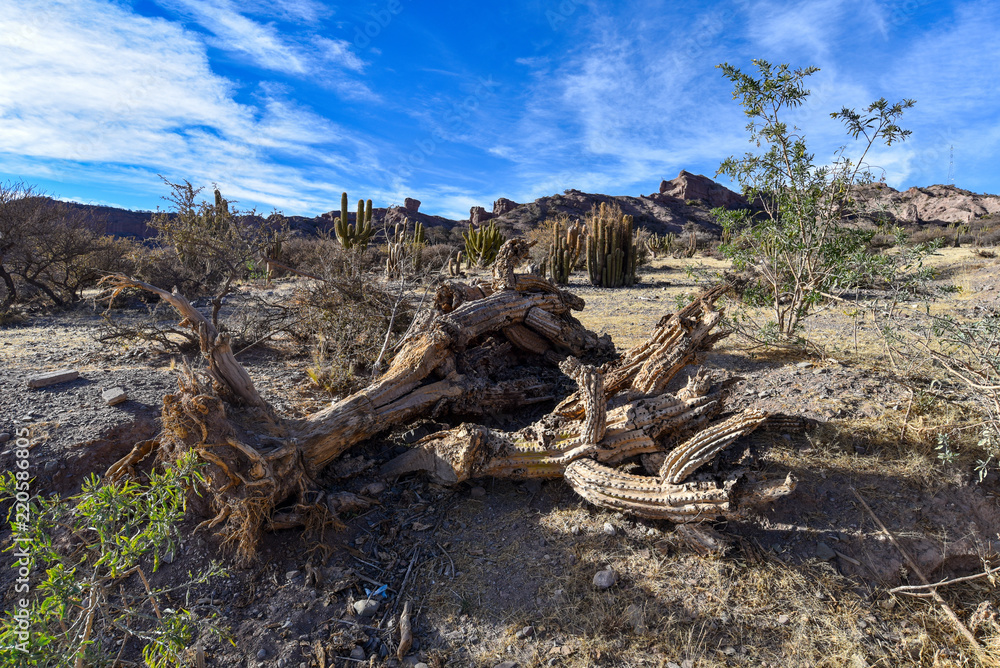 Dead cactus wood in the Quebrada Palala near Tupiza, Bolivia Dead cactus wood in the Quebrada Palala near Tupiza, Bolivia