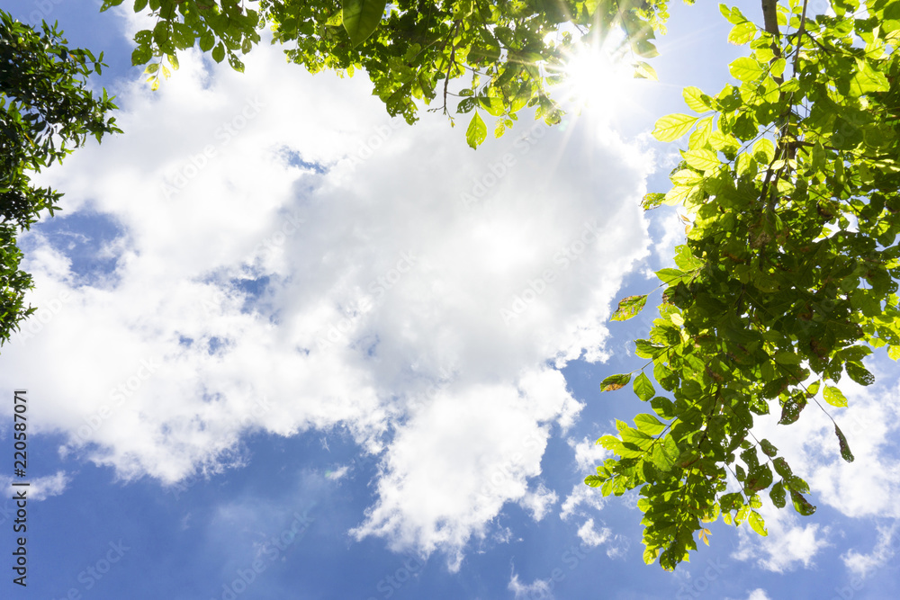 Beautiful up view on tree and Cirrus clouds on blue sky. Beautiful up view on tree and Cirrus clouds on blue sky.