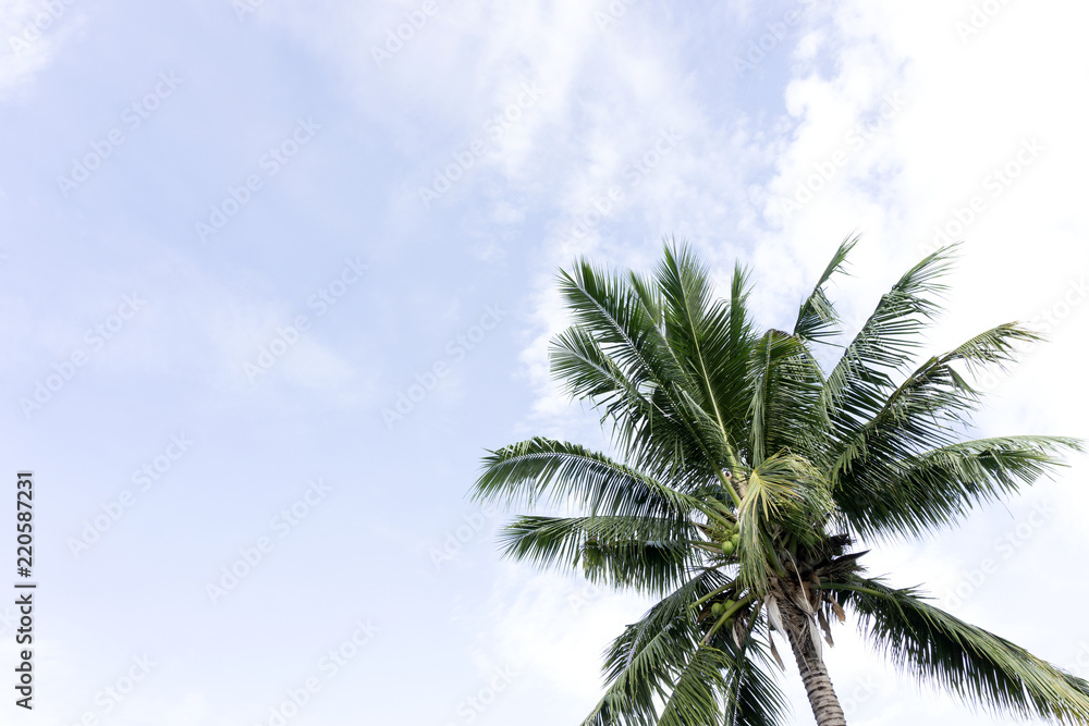 Summer tree coconut on blue sky and cloud background.