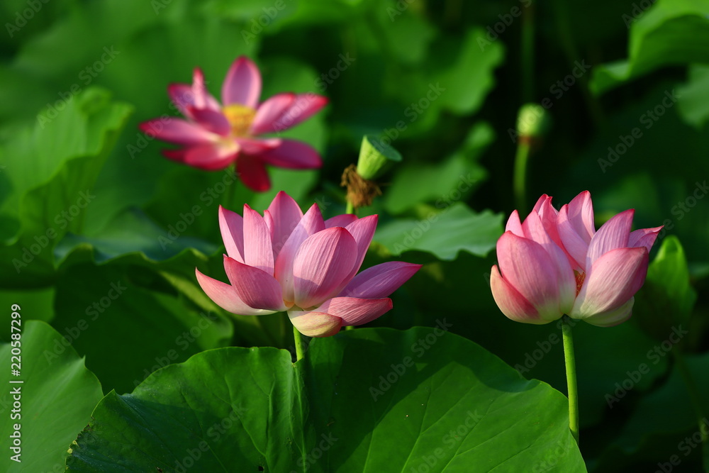 Blooming lotus flower, very beautiful Blooming lotus flower, very beautiful