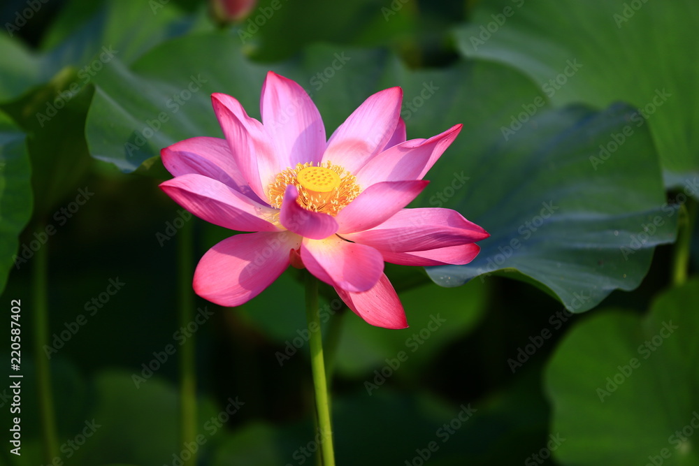 Blooming lotus flower, very beautiful Blooming lotus flower, very beautiful