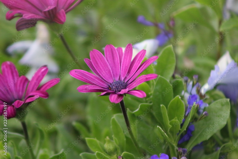 Fototapeta premium nature