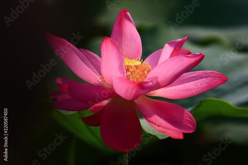 Blooming lotus flower  very beautiful