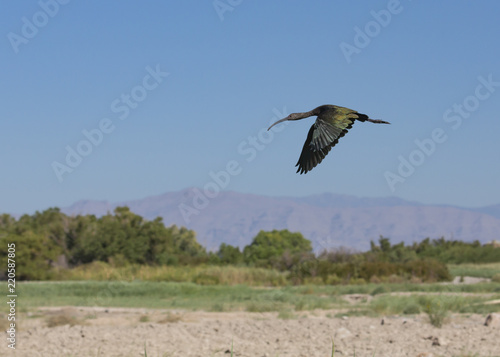 Flying White Faced Ibis © Charles
