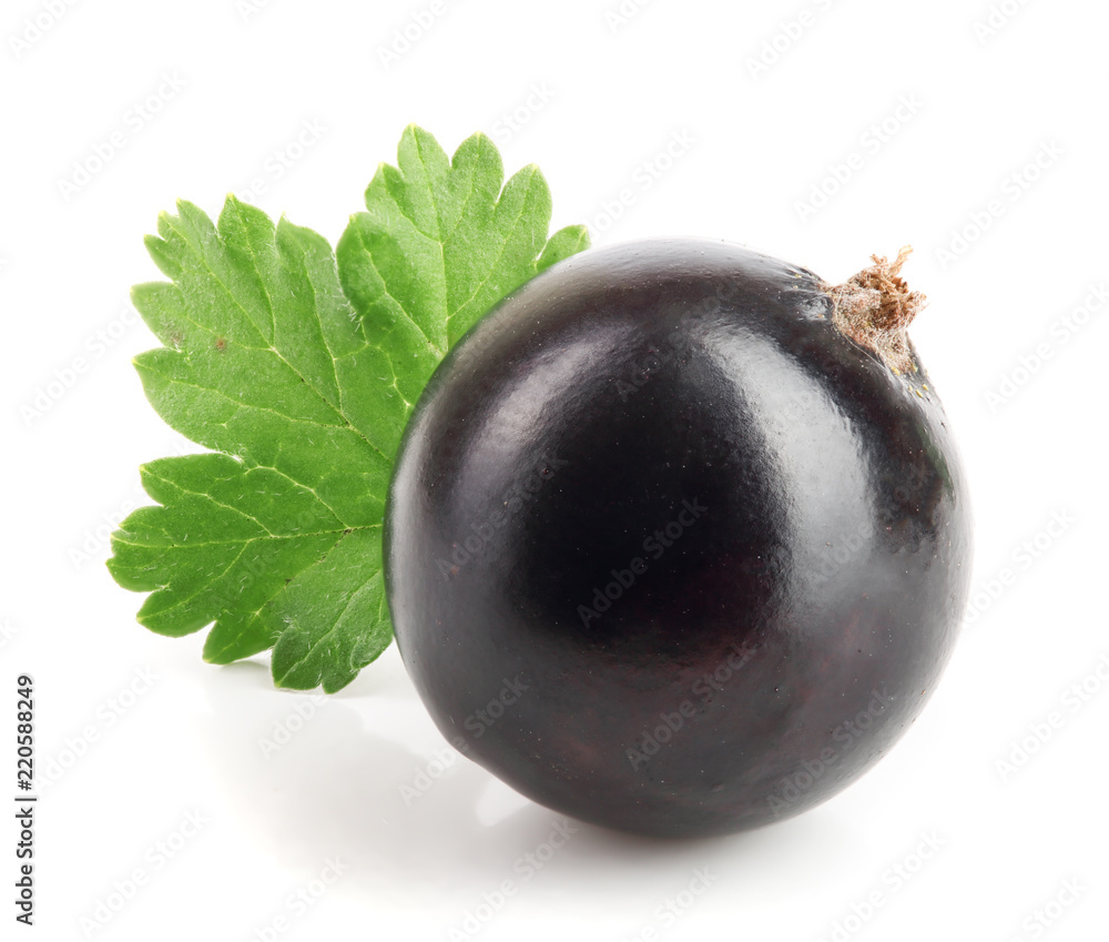 one black currant with leaf isolated on white background one black currant with leaf isolated on white background