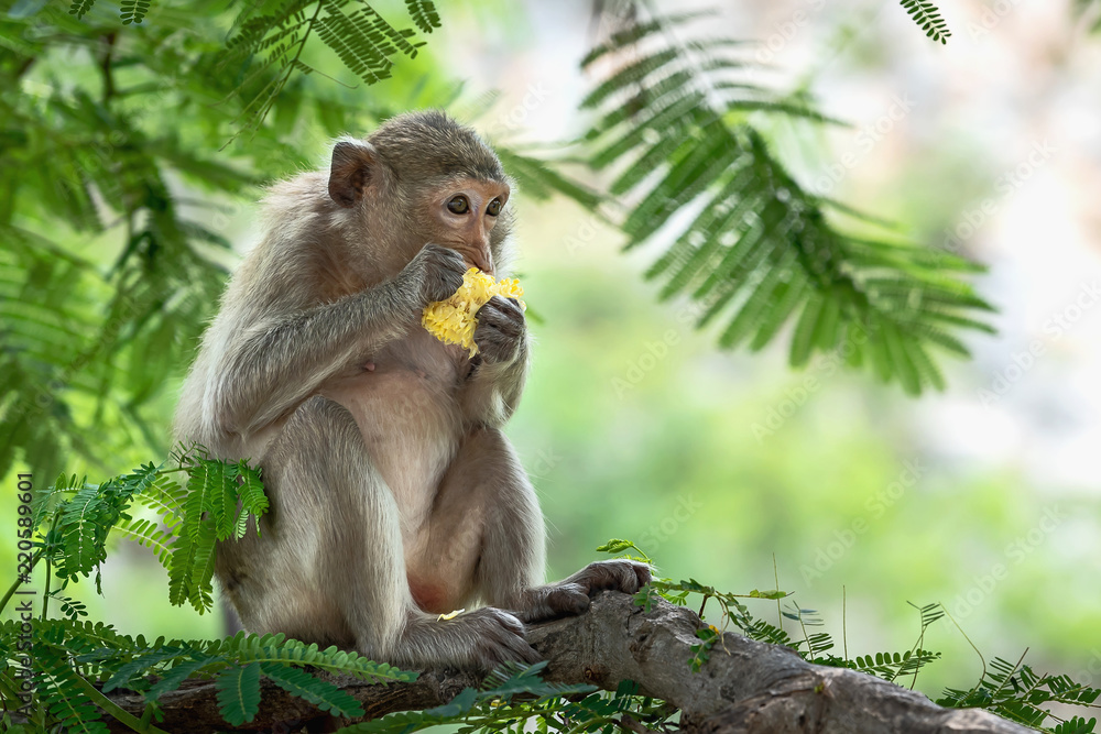 Close up monkey.