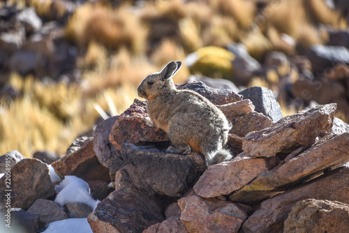 A southern Viscacha sits on rocks in the abandoned mining town of San Antonio de Lipez  Sud Lipez province  Bolivia