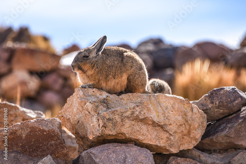 A southern Viscacha sits on rocks in the abandoned mining town of San Antonio de Lipez, Sud Lipez province, Bolivia photo