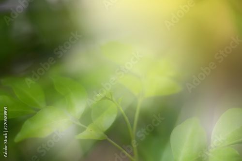 closeup green leaf background with light effect background