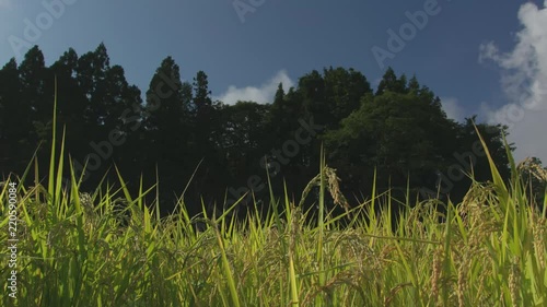 稲穂と空