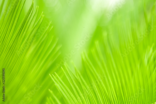 Green nature background,select focus.