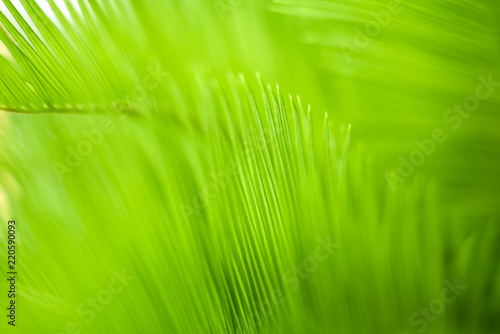 Green nature background,select focus.