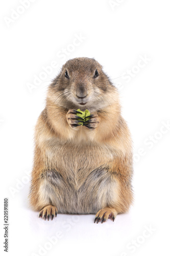 Prairie dog holding green snack in hands and enjoy eating.