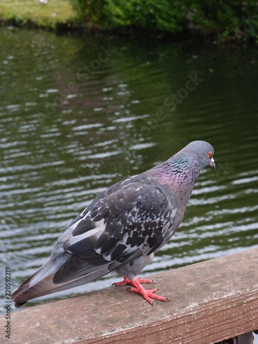 A pigeon stands on a wooden railing on a bridge over a river © HDDA Photography 