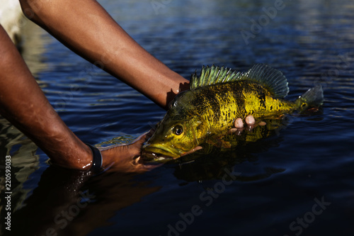 Exotic Peacock Bass photo