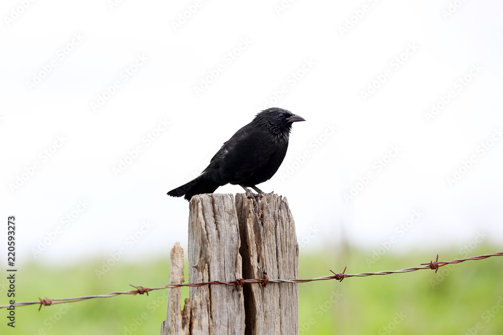 Black Bird Black Bird