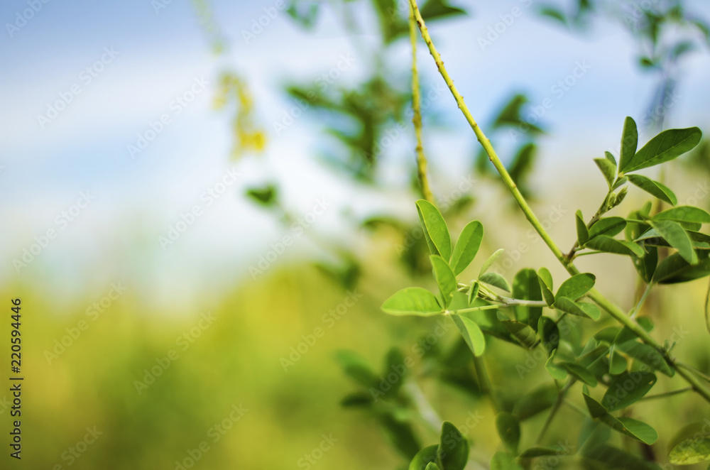 Beautiful abstract wild flowers tree with beauty bokeh background. Selective and soft focus blurry for relaxing mood inspirational concept.copyspace on left Beautiful abstract wild flowers tree with beauty bokeh background. Selective and soft focus blurry for relaxing mood inspirational concept.copyspace on left