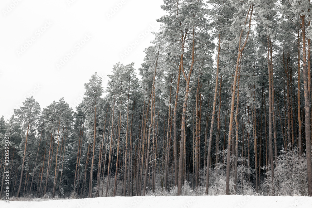 Fototapeta premium Snow drifts in winter
