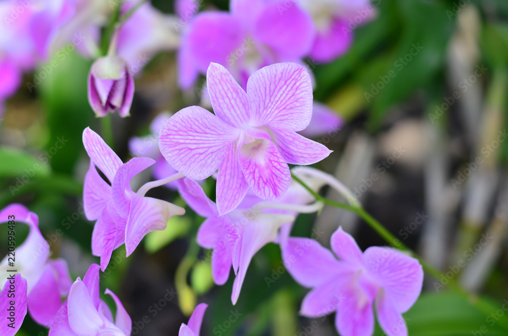 Beautiful orchid flowers in farm
