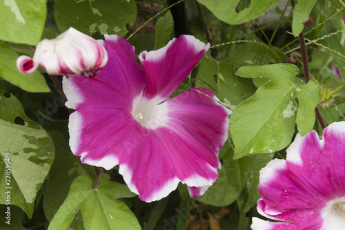 あさがお　morning glory