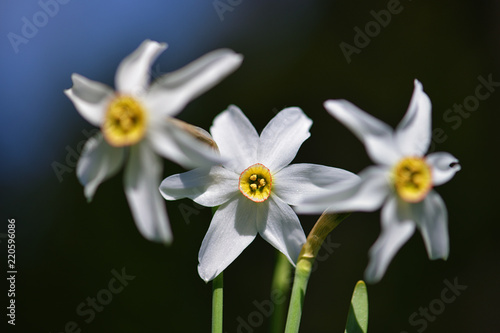 Fototapeta Naklejka Na Ścianę i Meble -  Weisse Narzissen 