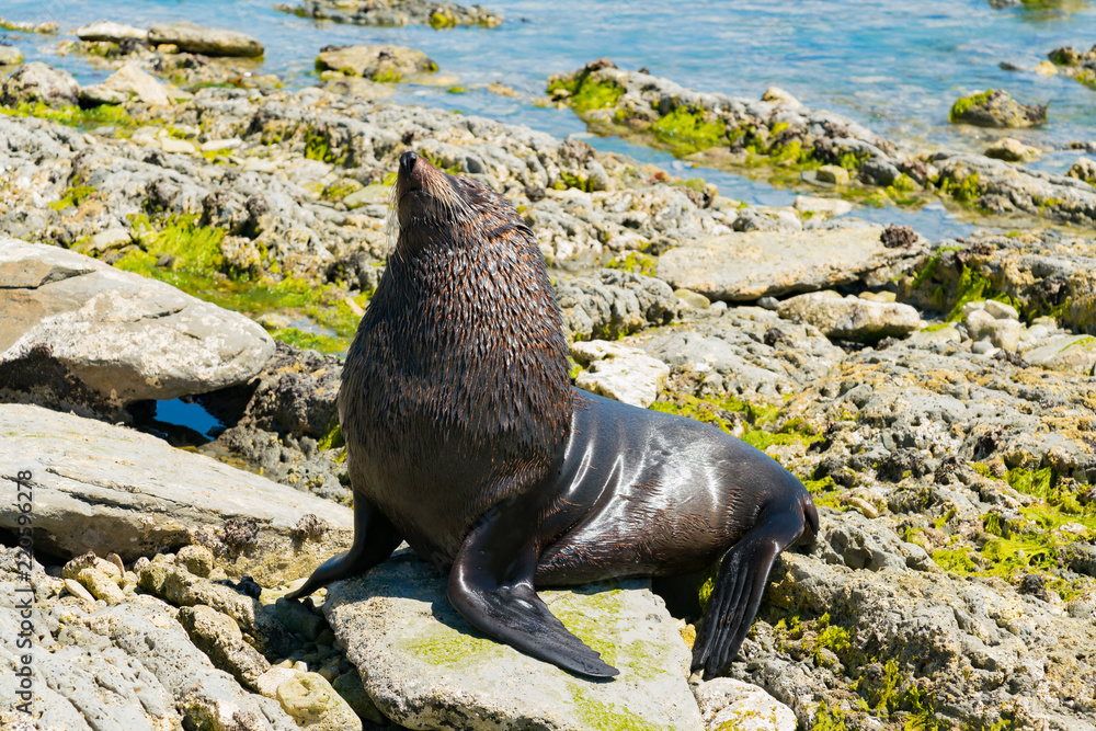 Fototapeta premium Czarna słodka foka na skale, nowozelandzkie zwierzę