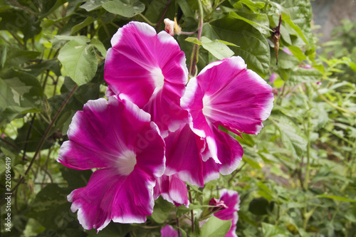 あさがお　morning glory