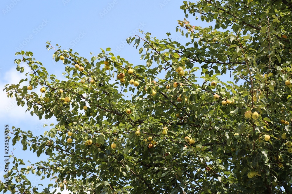 Apples on the tree.
