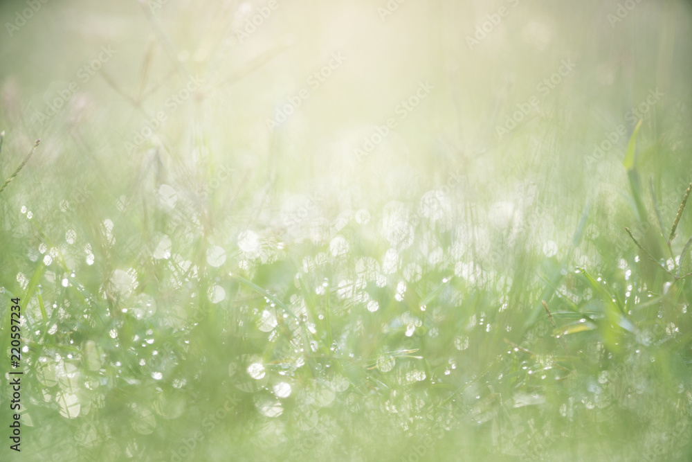 Green grass with dew background with sunlight - obrazy, fototapety, plakaty 