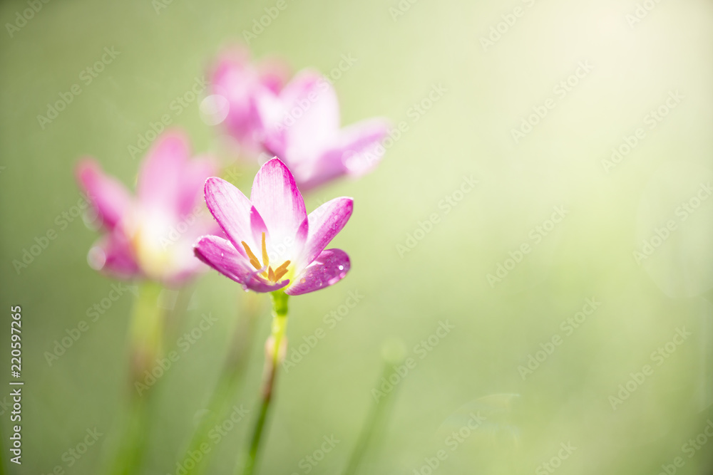 Pink flower with green background with sunlight Pink flower with green background with sunlight