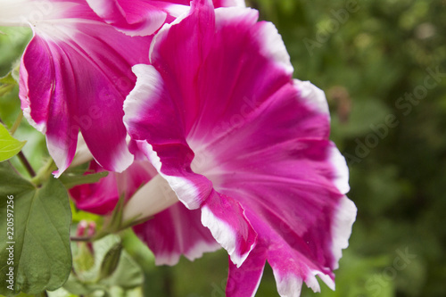 あさがお　morning glory