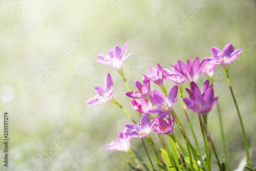 Pink flower with green background with sunlight