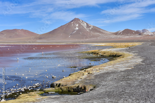 Flamingos feed in the mineral rich waters of Laguna Colorada. Reserva Eduardo Avaroa, Uyuni, Bolivia photo