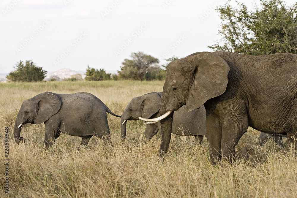 Obraz premium Wild herd of elephants walking in African savanna