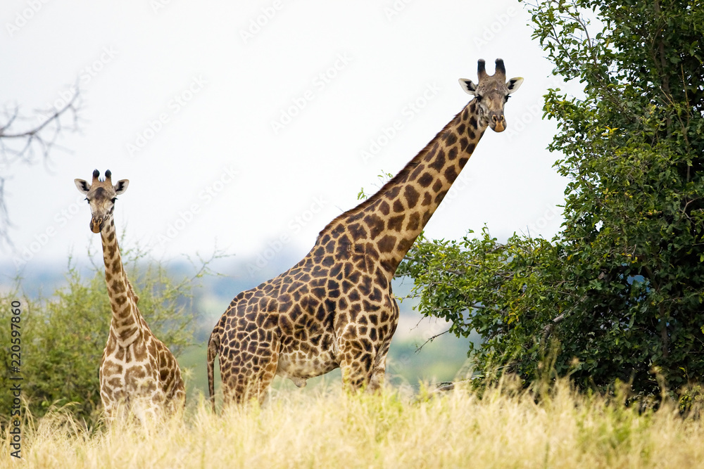 Two wild giraffes in Africa