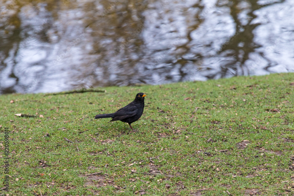 Fototapeta premium Bird
