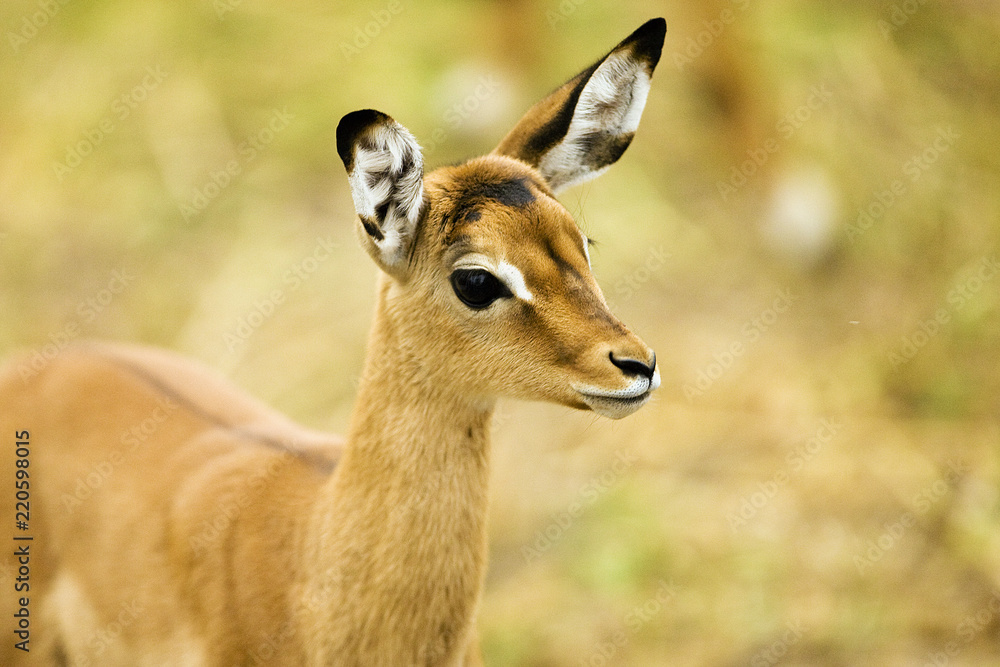 Wild baby impala in Africa