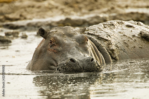 Fotografie, Tablou Large, muddy hippopotamus in muck and mud