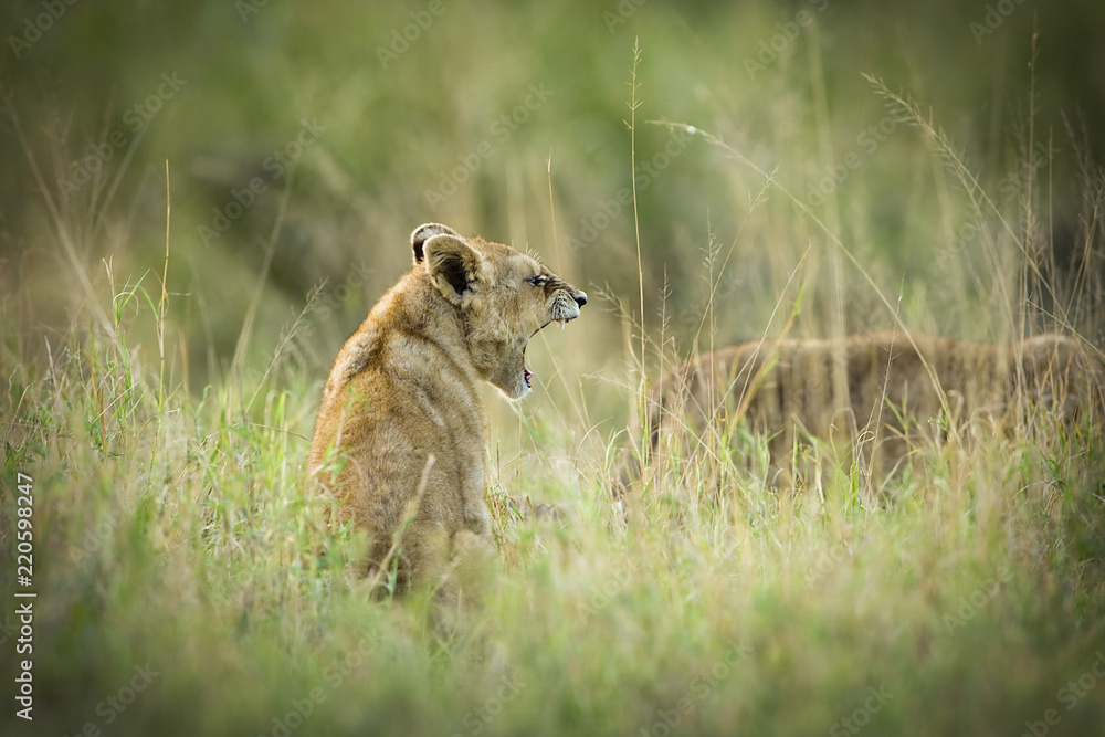 Obraz premium Lion cub yawning in Africa