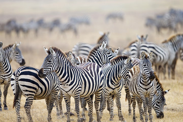 Fototapete Zebra Zebraherde in Ostafrika unterwegs  © Mat Hayward