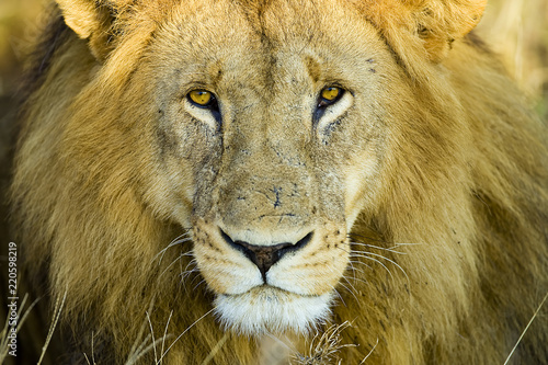 Closeup portrait of wild African lion