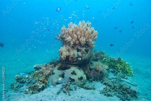 Artificial Coral Reef Underwater Bali