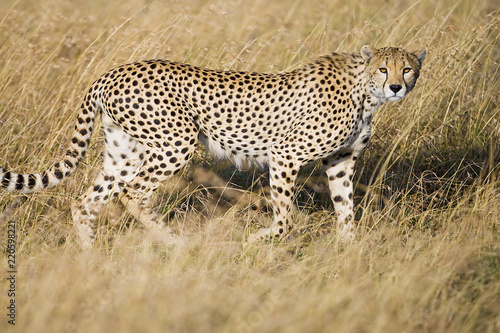 Wild African Cheetah hunting in savanna