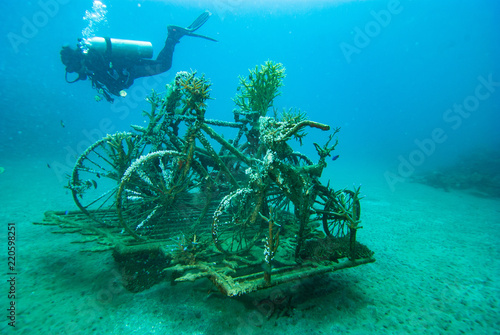 Artificial Coral Reef Bali Biorock photo