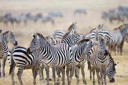 Obraz Herd of wild zebra in East Africa
