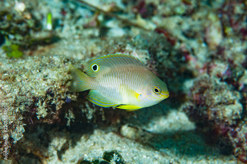 Ambon Damsel Pomacentrus amboinensis