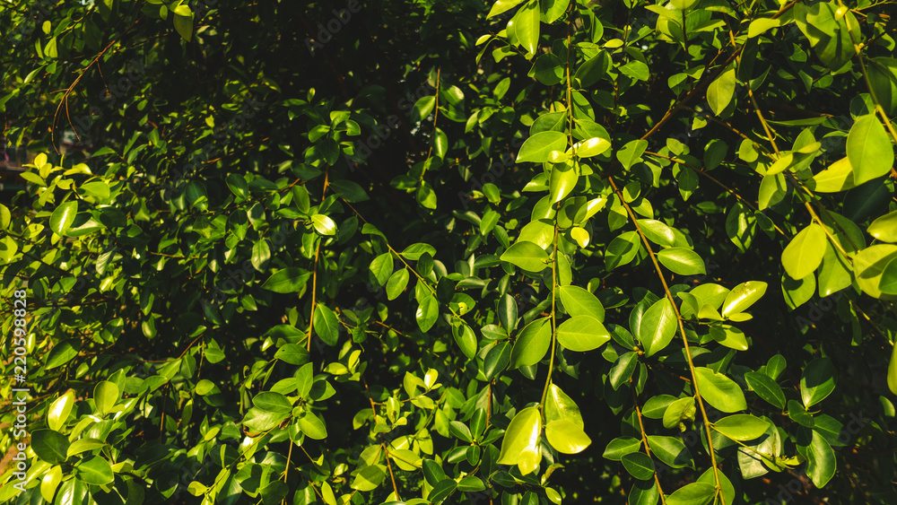 Fototapeta premium Closeup shot of tree leaves 