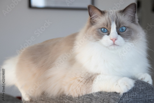 Quadro su tela Ragdoll cat on sofa
