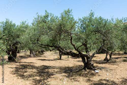 olive grove in summer