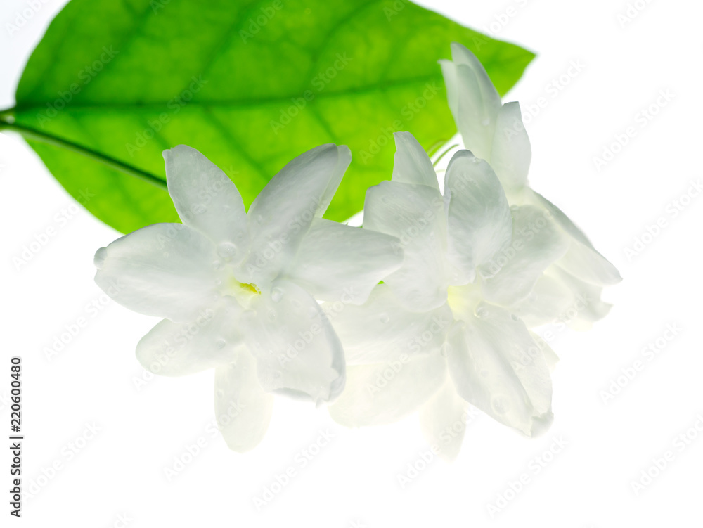 Close up of jasmine flower. Close up of jasmine flower.